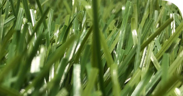 Stemgrass